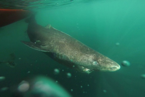 約400歳のサメが見つかる、脊椎動物で最も長寿ナショナルジオグラフィック日本版サイト