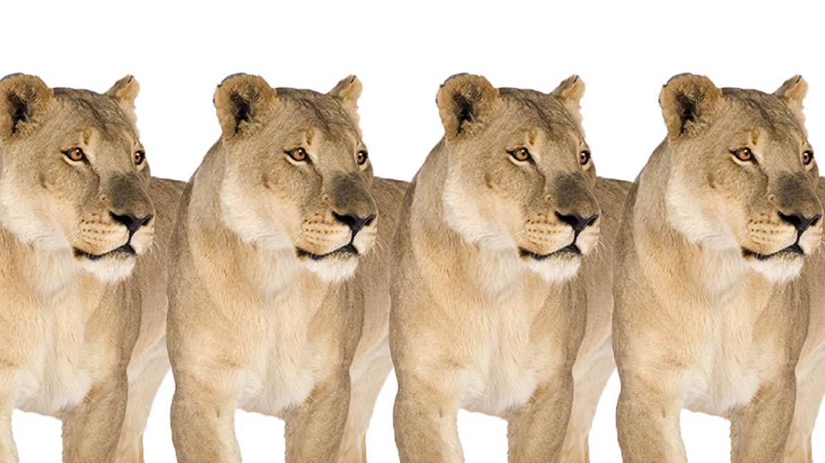 動物 ニュース ナショナルジオグラフィック日本版サイト