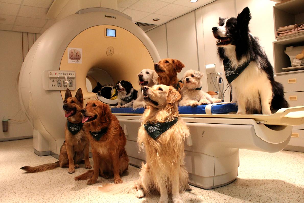 犬は飼い主の言葉を理解している 脳研究で判明 ナショナルジオグラフィック日本版サイト