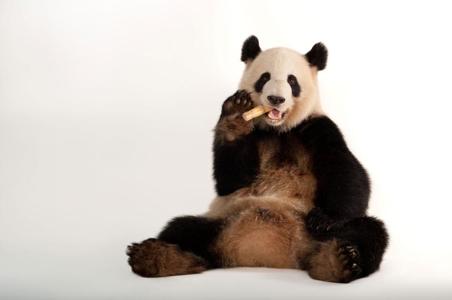 パンダ 絶滅危惧種 解除は正当か 専門家に聞く ナショナルジオグラフィック日本版サイト
