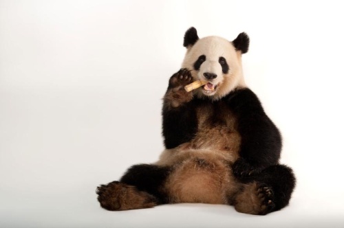 パンダ 絶滅危惧種 解除は正当か 専門家に聞く ナショナルジオグラフィック日本版サイト パンダ 絶滅危惧種 解除は正当か 専門家に聞く ナショナルジオグラフィック日本版サイト