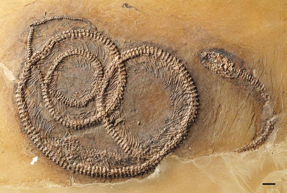 昆虫を食べたトカゲを食べたヘビ」の化石発見 | ナショナル ジオ