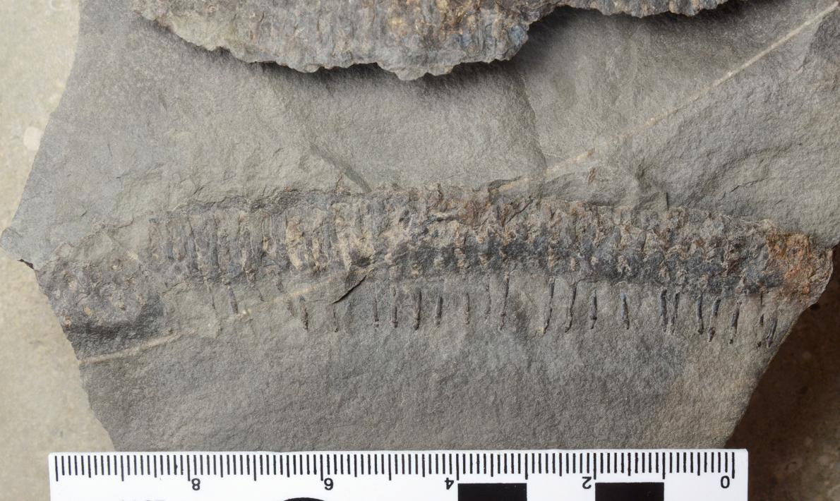 化石　D-3 3億年前の大型ヤスデの化石、おそらく新種 | ナショナル ジオ