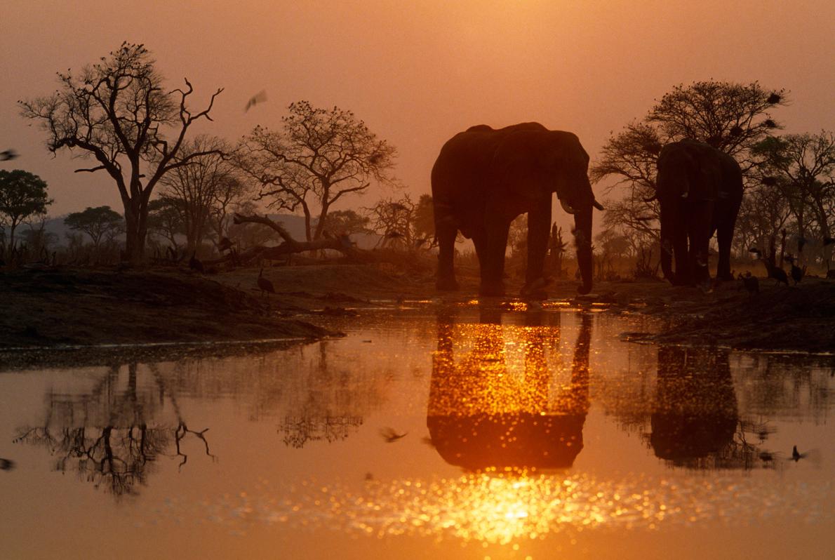 ゾウ大国ボツワナ、象牙取引の全面禁止を支持 | ナショナル ジオ