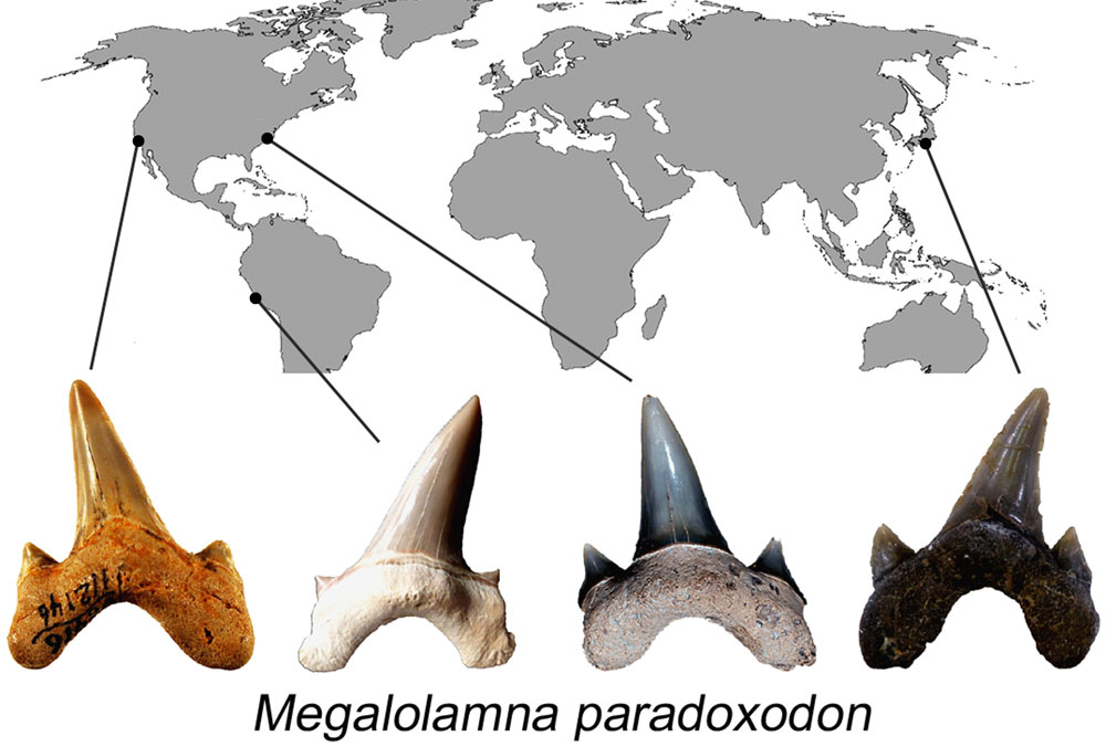 巨大古代サメの新種を発見 日本人研究者ら ナショナルジオグラフィック日本版サイト