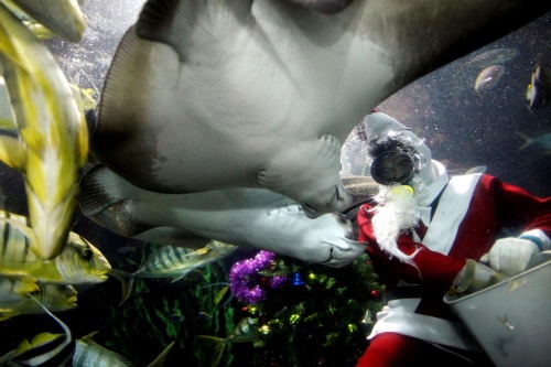水族館員がエイに刺されて死亡 シンガポール ナショナルジオグラフィック日本版サイト 水族館員がエイに刺されて死亡 シンガポール ナショナルジオグラフィック日本版サイト