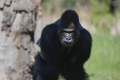 ゴリラが脱走 動物園の対応に市民安堵 ナショナルジオグラフィック日本版サイト