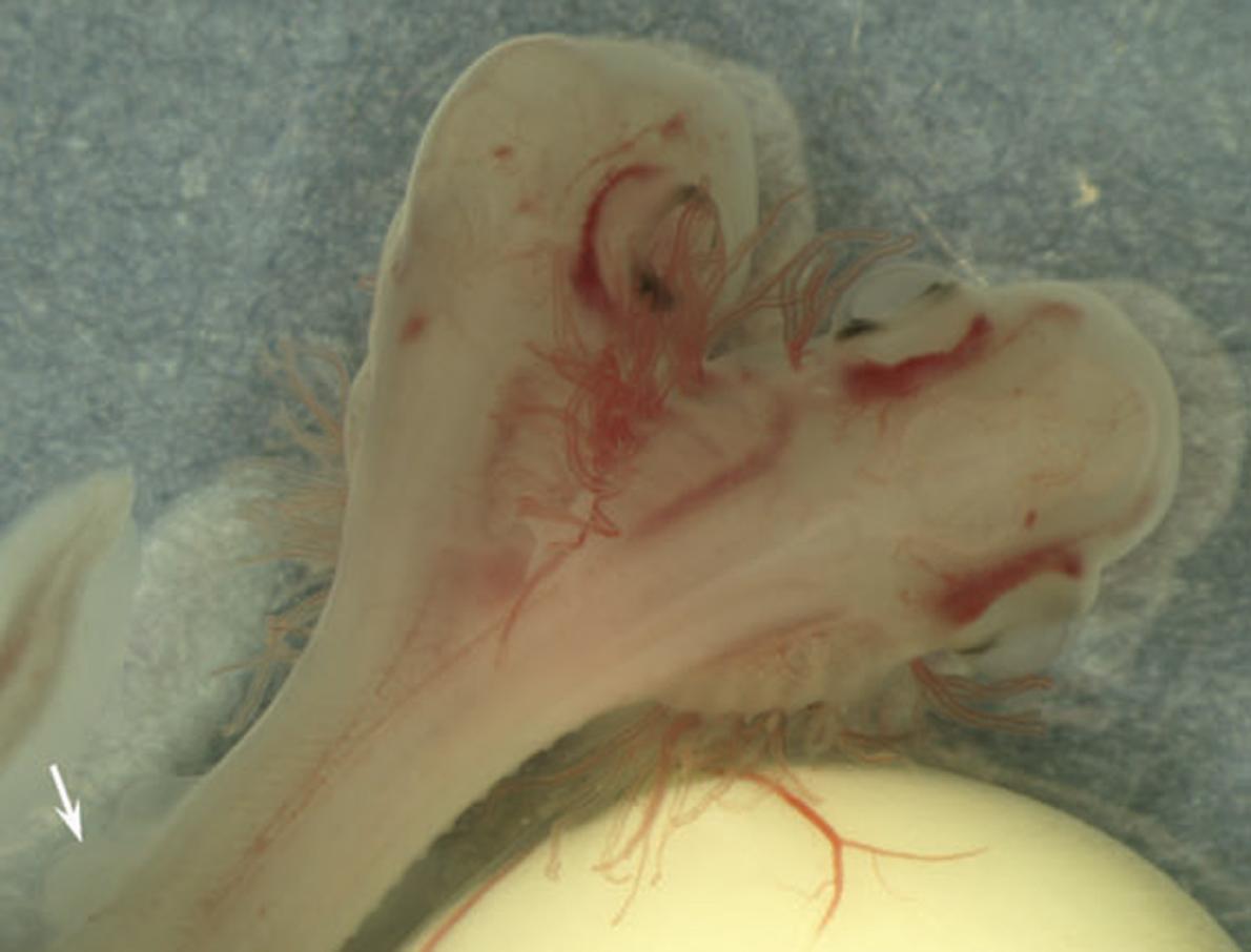 頭が2つあるサメが見つかる、卵生で初、地中海 | ナショナル ジオ