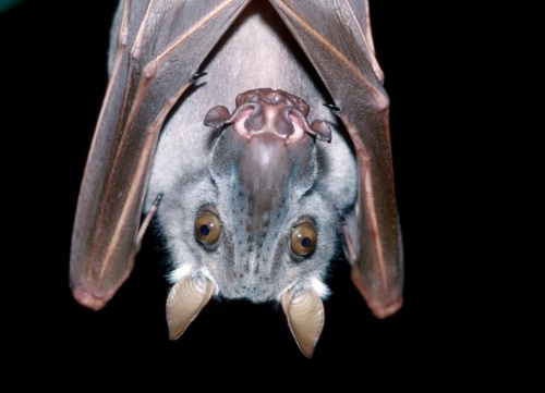 毎日がハロウィン なへんな生きもの 写真5点 ナショナルジオグラフィック日本版サイト