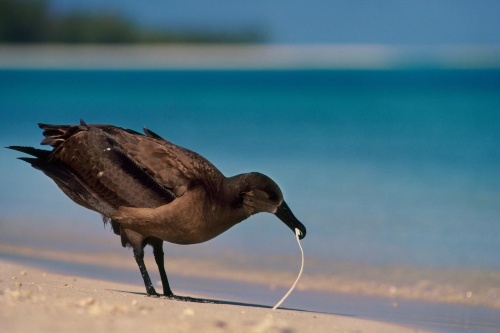 海のプラスチックに 匂いの罠 動物誤飲の一因 ナショナルジオグラフィック日本版サイト