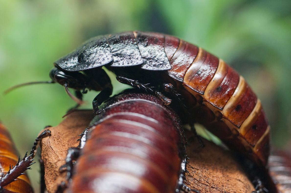 戦士か恋人か 戦略 選ぶ ゴキブリを発見 ナショナルジオグラフィック日本版サイト