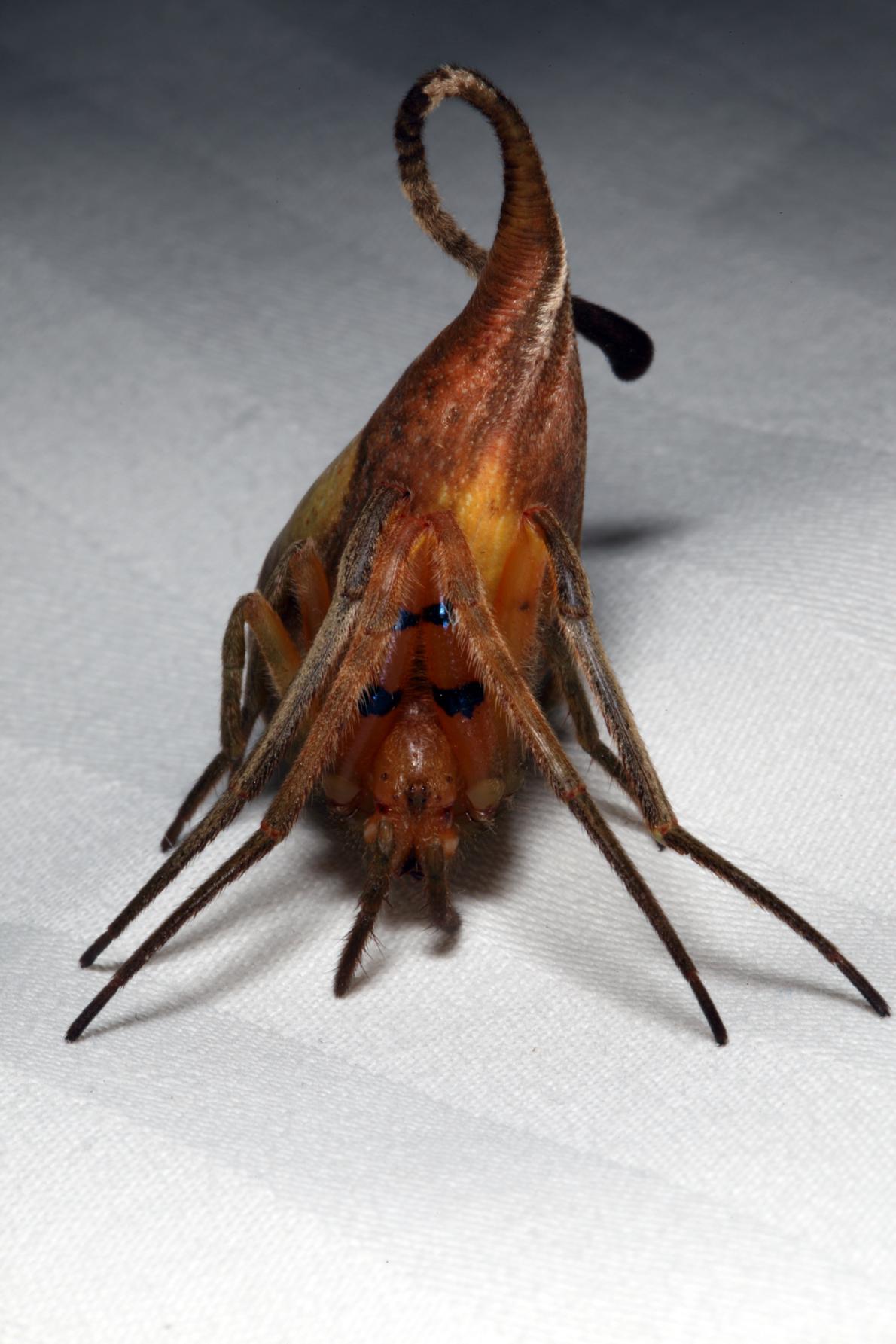 エイリアンのようなクモ発見 枯れ葉に擬態 ナショナルジオグラフィック日本版サイト