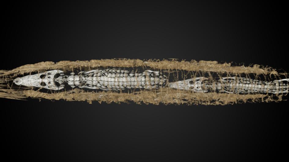 赤ちゃんワニのミイラ47匹 意外な場所で発見 ナショナルジオグラフィック日本版サイト