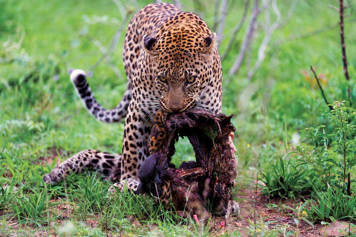 衝撃 ヒョウの共食いを撮影 南アフリカ ナショナルジオグラフィック日本版サイト