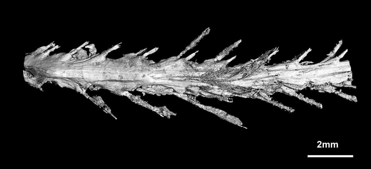 世界初、恐竜のしっぽが琥珀の中に見つかる | ナショナル ジオ