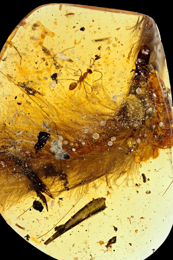 世界初、恐竜のしっぽが琥珀の中に見つかる | ナショナル ジオ