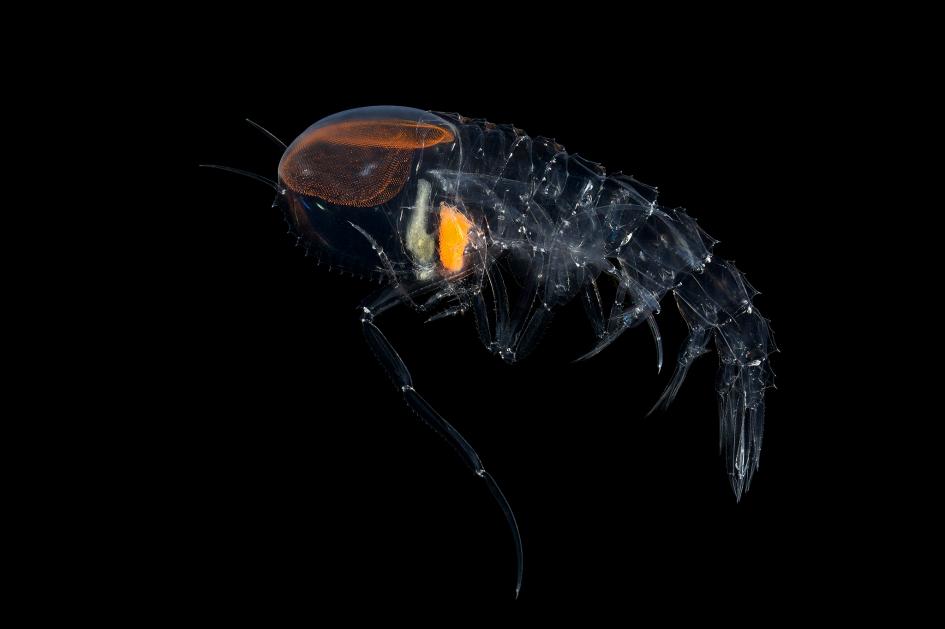 透明マント で身を隠す海の生き物を発見 ナショナルジオグラフィック日本版サイト