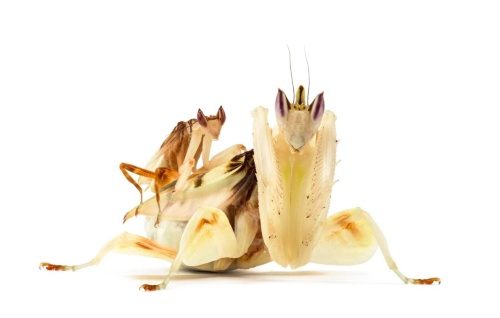 花に擬態したカマキリの雌雄が似てない理由を解明 ナショナルジオグラフィック日本版サイト