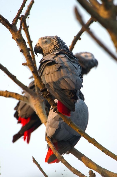 賢いインコ ヨウム アフリカで激減 ナショナルジオグラフィック日本版サイト 賢いインコ ヨウム アフリカで激減 ナショナルジオグラフィック日本版サイト