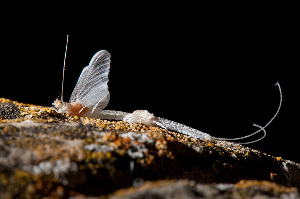 まるで夏の吹雪 スペインのカゲロウの大群 ナショナル ジオグラフィック日本版サイト