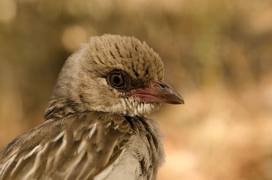 野鳥と人が蜂蜜めぐり 共生 科学的に解明 ナショナルジオ