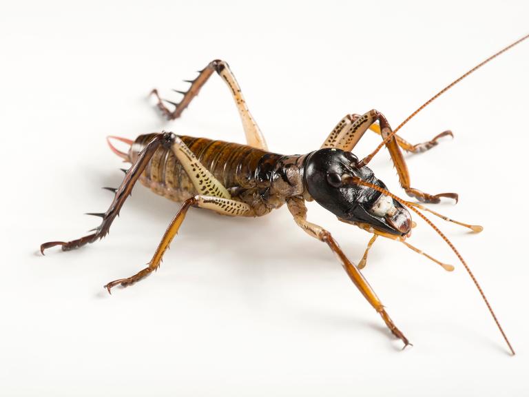 最大 最長 最重量 世界一の昆虫は ナショナルジオグラフィック日本版サイト