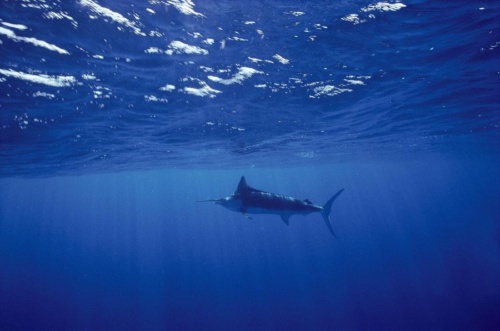 温暖化で 窒息 する海が世界的に拡大 深海でも ナショナルジオグラフィック日本版サイト 温暖化で 窒息 する海が世界的に拡大 深海でも ナショナルジオグラフィック日本版サイト