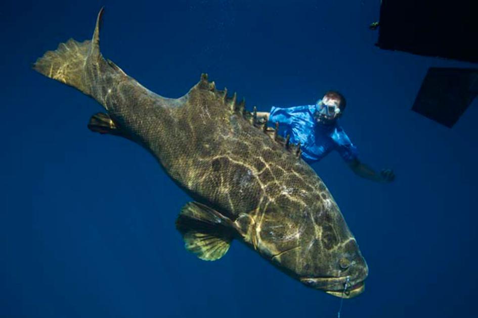 巨大魚フォトギャラリー 瀬戸際の巨大魚たち ナショナルジオグラフィック日本版サイト