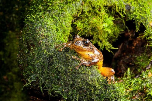 絶滅したカエルを140年ぶりに再発見 卵で子育て ナショナルジオグラフィック日本版サイト