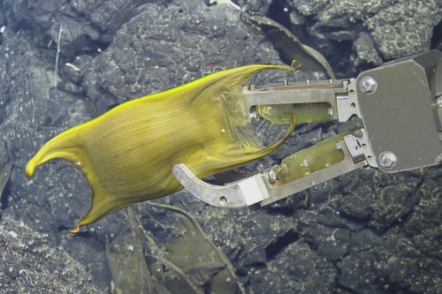 【動画】深海エイが熱水噴出孔に卵、温めるためかナショナルジオグラフィック日本版サイト