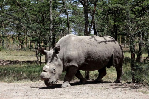 絶滅寸前のキタシロサイ、最後のオスが感染症にナショナルジオグラフィック日本版サイト