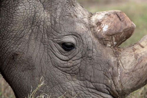 絶滅寸前のキタシロサイ、最後のオスが感染症にナショナルジオグラフィック日本版サイト
