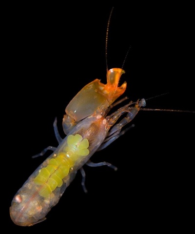 テッポウエビは 女王 のいる社会 秘密を解明 ナショナル ジオグラフィック日本版サイト テッポウエビは 女王 のいる社会 秘密を解明 ナショナル ジオグラフィック日本版サイト