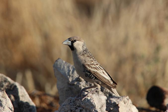 世界最大の鳥の巣、建造に「厳しい監督」が貢献 | ナショナル ジオ