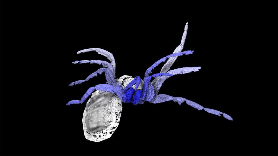 クモの進化の謎解く鍵 3億年前の化石で新種発見 ナショナルジオグラフィック日本版サイト