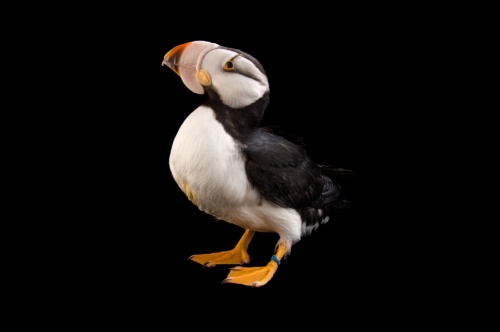 ヘンなくちばしをもつ鳥 写真12点 ナショナルジオグラフィック日本版サイト ヘンなくちばしをもつ鳥 写真12点 ナショナルジオグラフィック日本版サイト