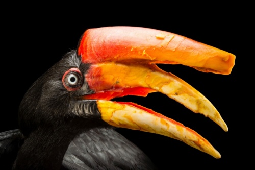 ヘンなくちばしをもつ鳥 写真12点 ナショナルジオグラフィック日本版サイト