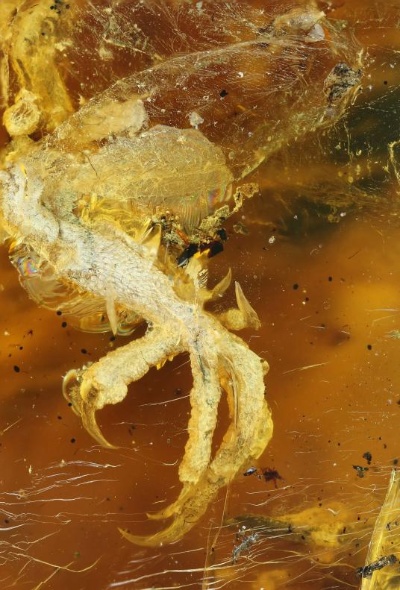 恐竜時代のひな鳥を発見、驚異の保存状態、琥珀中ナショナルジオグラフィック日本版サイト