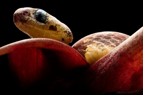 カタツムリを 吸う 新種ヘビ5種を発見 南米 ナショナルジオグラフィック日本版サイト