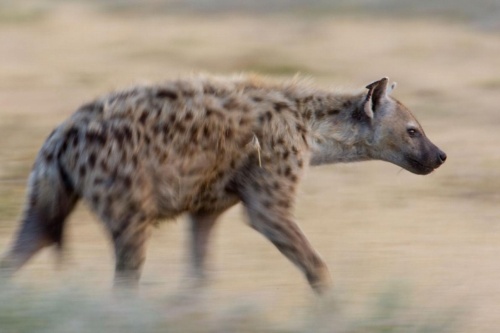 100万年前のハイエナの糞の山を発見 ナショナルジオグラフィック日本版サイト 100万年前のハイエナの糞の山を発見 ナショナルジオグラフィック日本版サイト