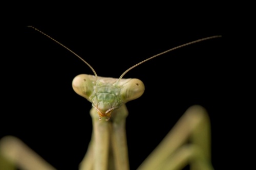 実はすごい 知られざるカマキリの秘密 ナショナルジオグラフィック日本版サイト