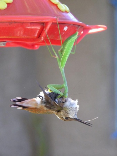 実はすごい 知られざるカマキリの秘密 ナショナルジオグラフィック日本版サイト