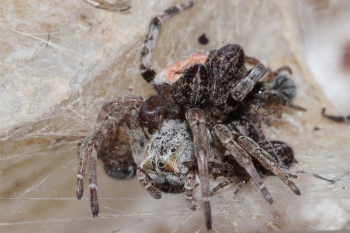 【動画】母親を食べて育つクモ、養母も食べていたナショナルジオグラフィック日本版サイト