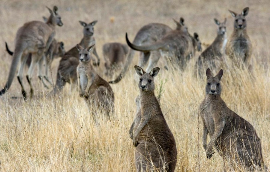 年間140万頭 豪のカンガルー猟は是か非か ナショナルジオグラフィック日本版サイト