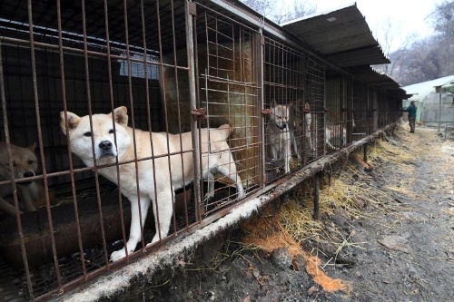 犬の食肉処理に初の違法判決 韓国 ナショナルジオグラフィック日本版サイト 犬の食肉処理に初の違法判決 韓国 ナショナルジオグラフィック日本版サイト