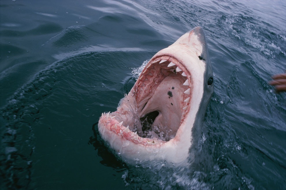 奇跡のサメ写真撮影秘話 数々の偽写真のネタにも ナショナルジオグラフィック日本版サイト