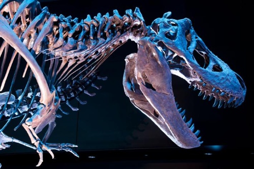 ティラノサウルスから走って逃げることは可能 ナショナルジオグラフィック日本版サイト