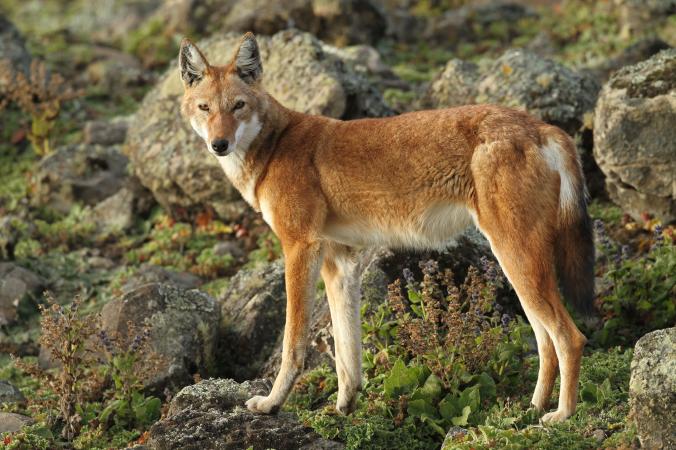 アフリカの絶滅危惧オオカミ ワクチンで救える ナショナルジオグラフィック日本版サイト