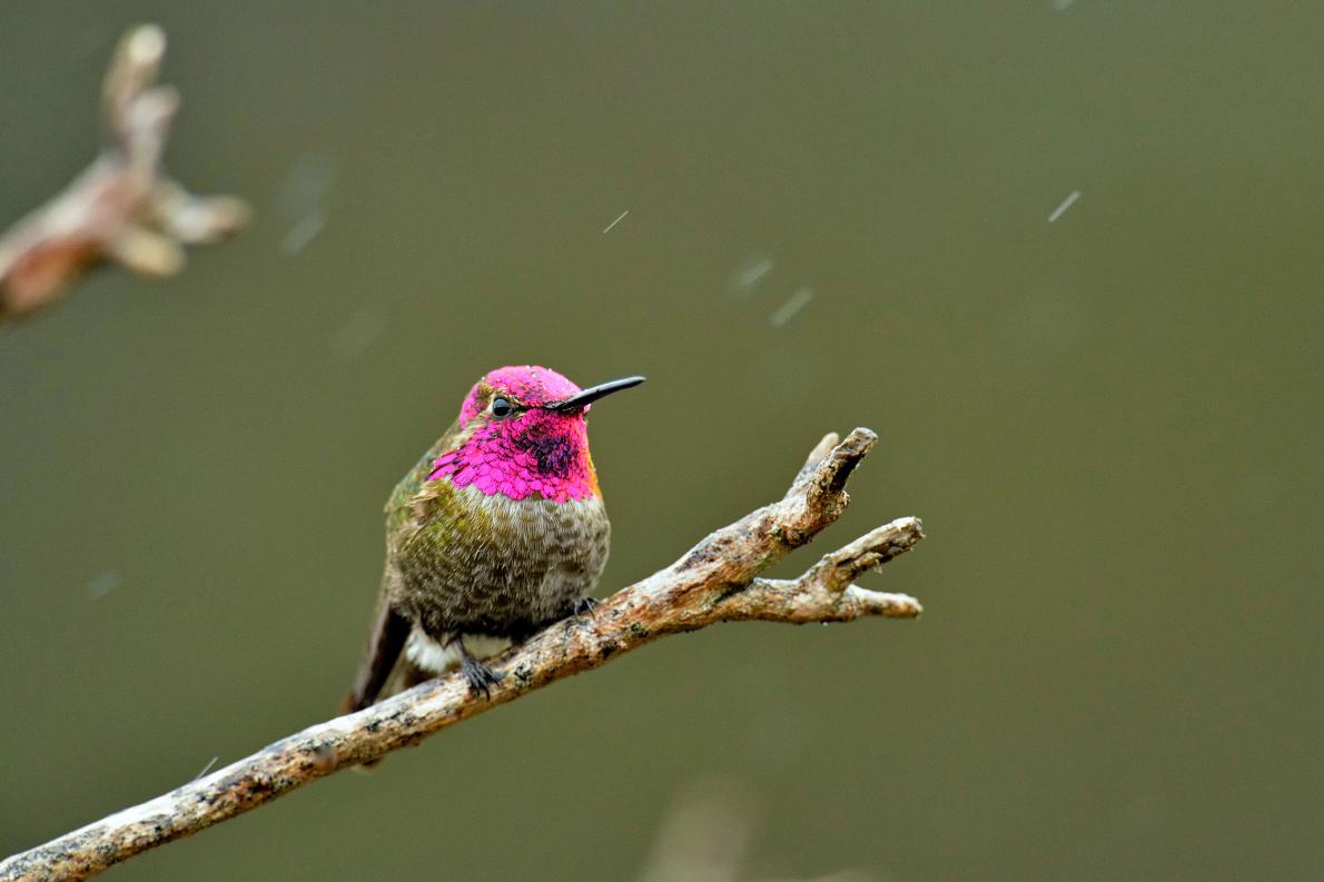 世界最小の鳥 ハチドリの驚異の越冬術 ナショナルジオグラフィック日本版サイト