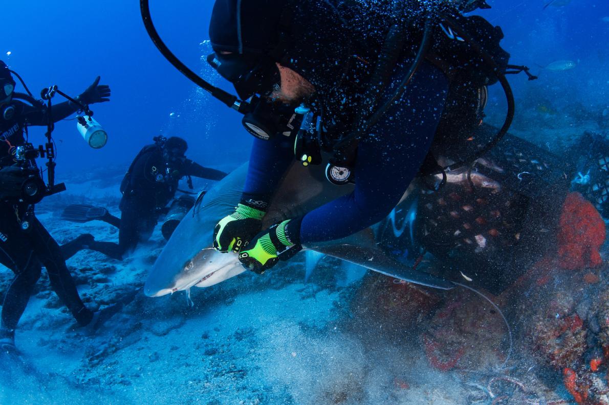 巨大な針が刺さったサメ どうやって助ける ナショナルジオグラフィック日本版サイト